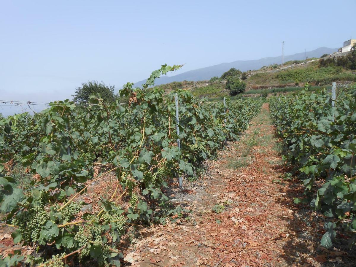 Casitas Las Uvas Y Las Vinas Los Realejos Exterior foto